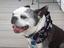Buster Brown's Dog Bandanas