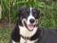 Aunt Darlene's Pet Sitting & Dog Walking Service, LLC