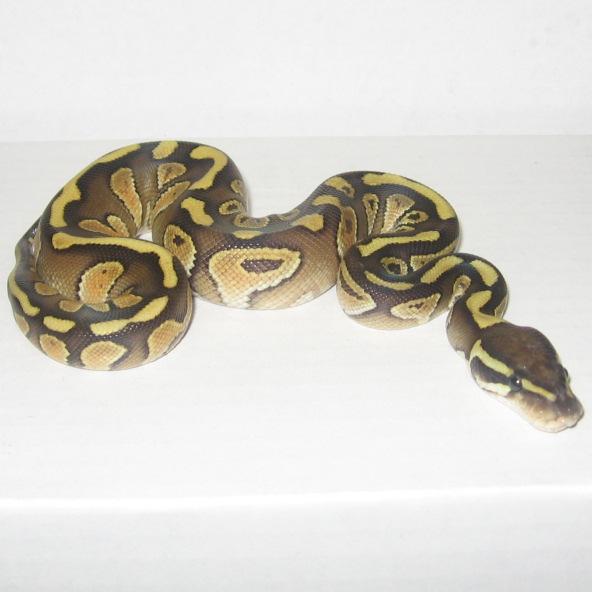  by Eclipse Exotics / Eclipse Metaphysical