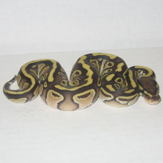  by Eclipse Exotics / Eclipse Metaphysical