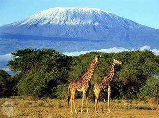 New Adventuer Safaris