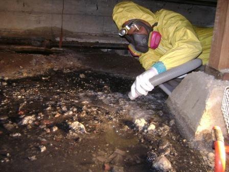 Mold removal 3 by DRYFAST General Contractors