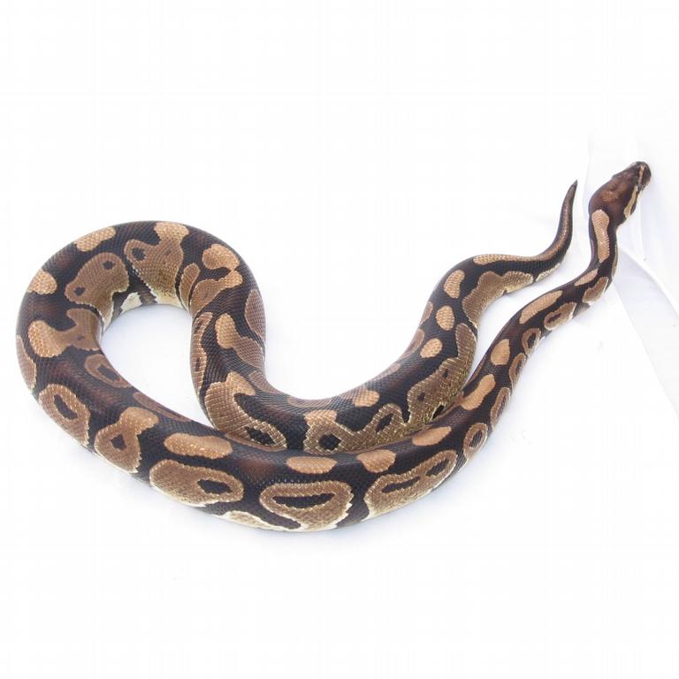 Perseus031612-1 by Eclipse Exotics / Eclipse Metaphysical